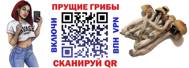 Псилоцибиновые грибы Psilocybe  Котово 